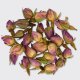 Rose Buds, tea flowers