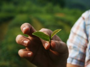 What Are Different Types of Tea