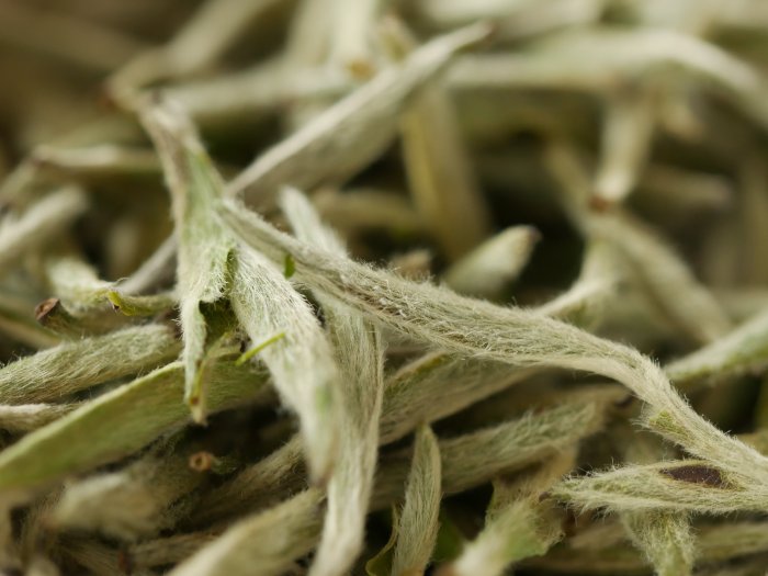 what-is-white-tea.JPG