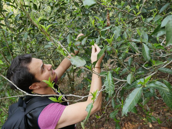 why-buy-mei-leaf-tea.JPG