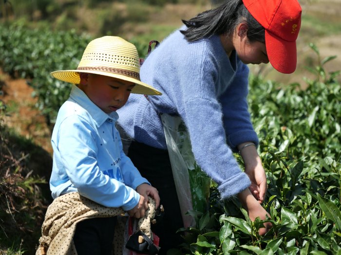 six-types-of-teas.JPG