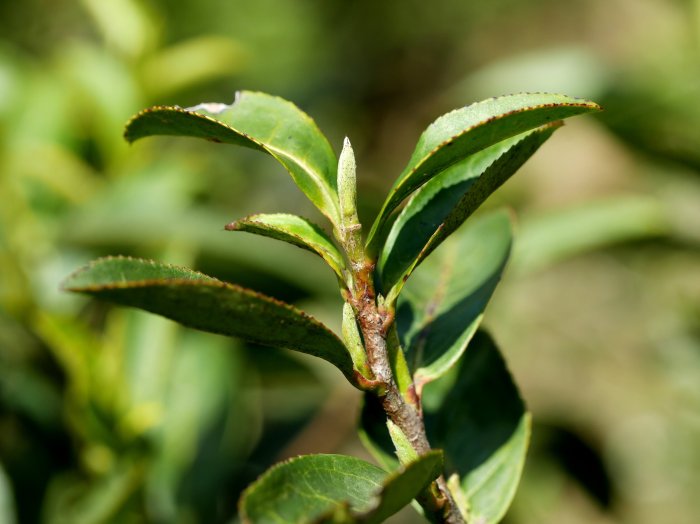 tea-leaf.JPG