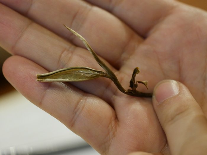 green-tea-leaf.JPG