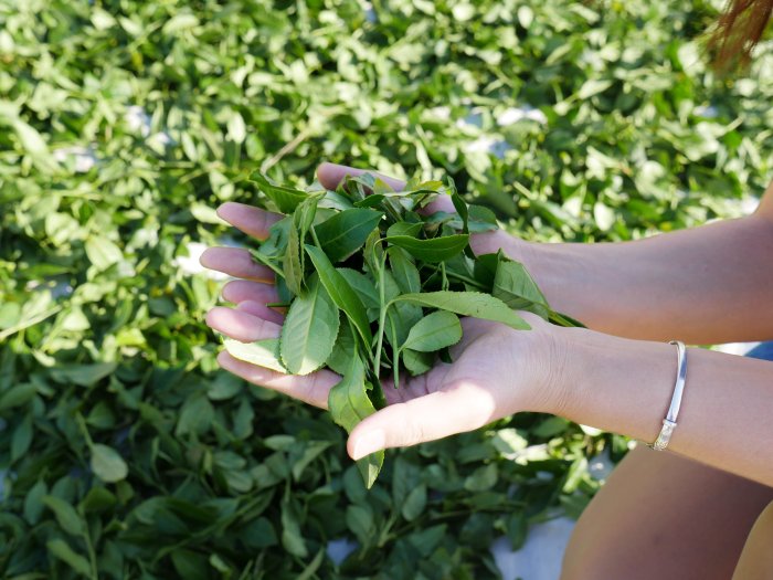 oolong-tea-leaves.JPG