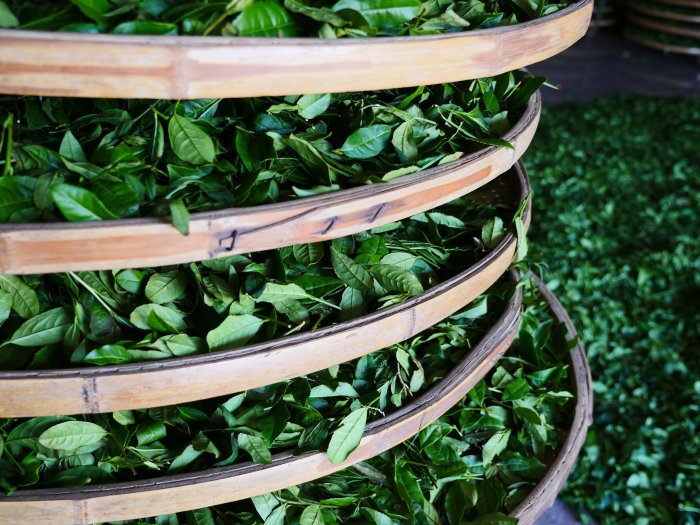 oolong-tea-production.JPG
