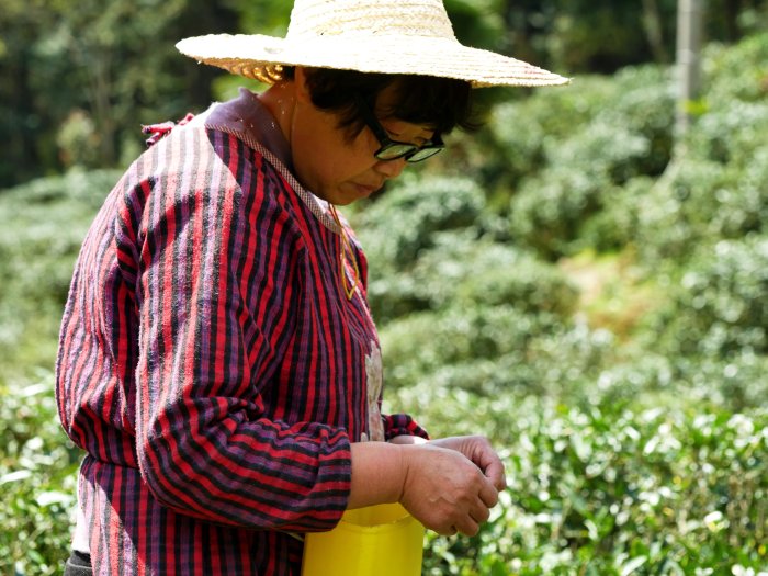 jin-jun-mei-black-tea-farm.jpg