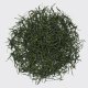 One of China's only steamed Green teas made from rolled buds. Dew, pumpkin seeds, warm meadows and dill syrup.